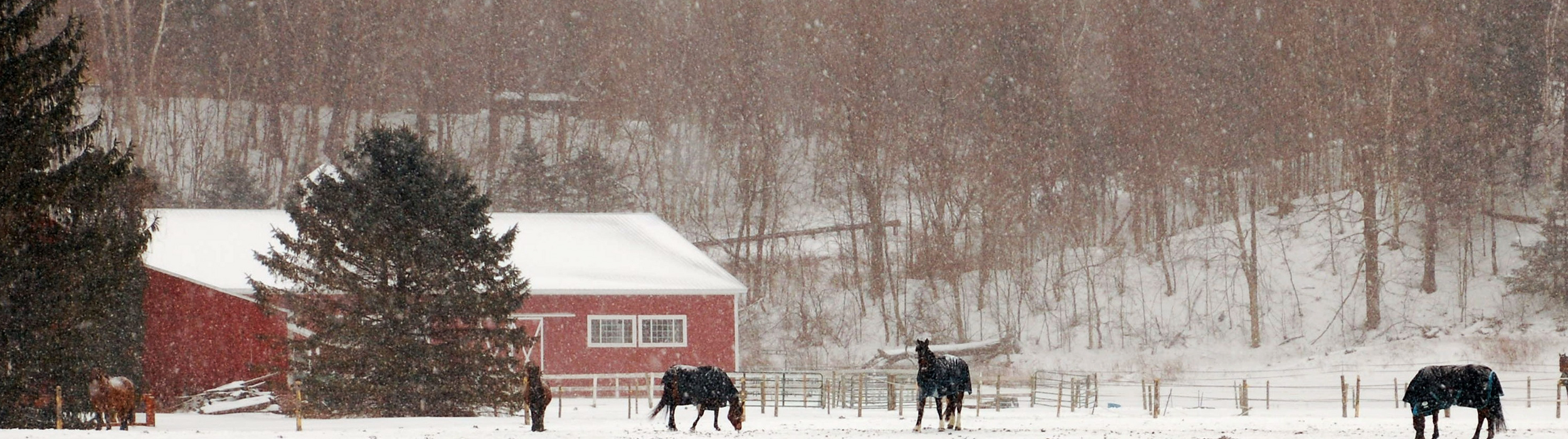Horse in snowy Pasture