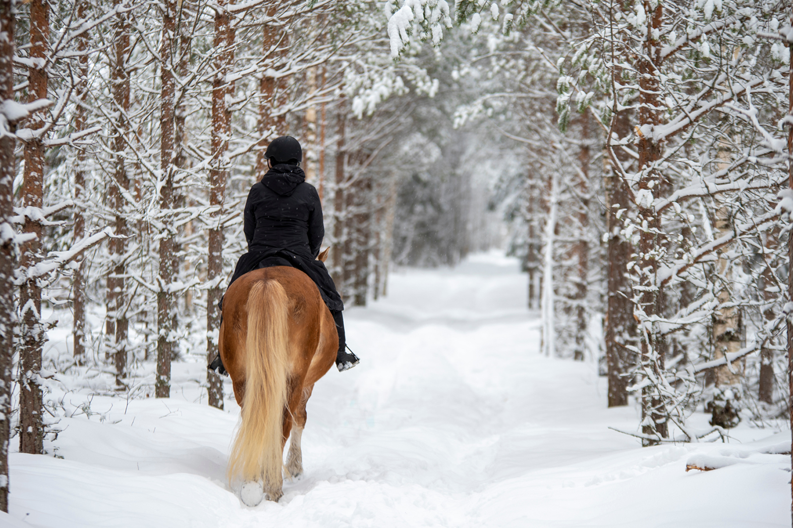 Embrace the Beauty of the Winter Ride