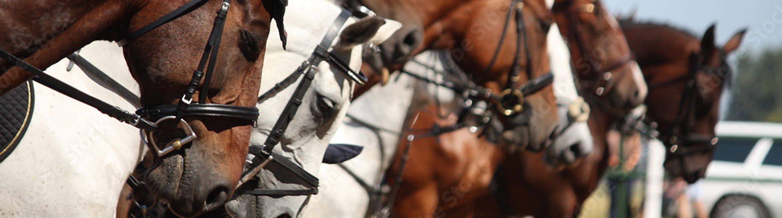 Mastering Equestrian Email Marketing