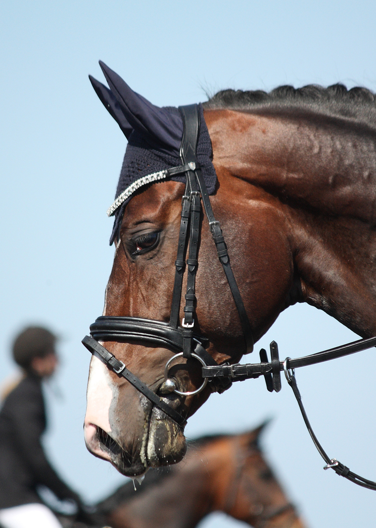 Mastering Equestrian Email Marketing