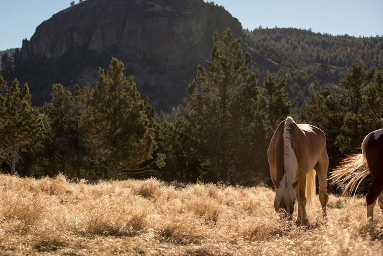 Skydog Ranch & Sancturay