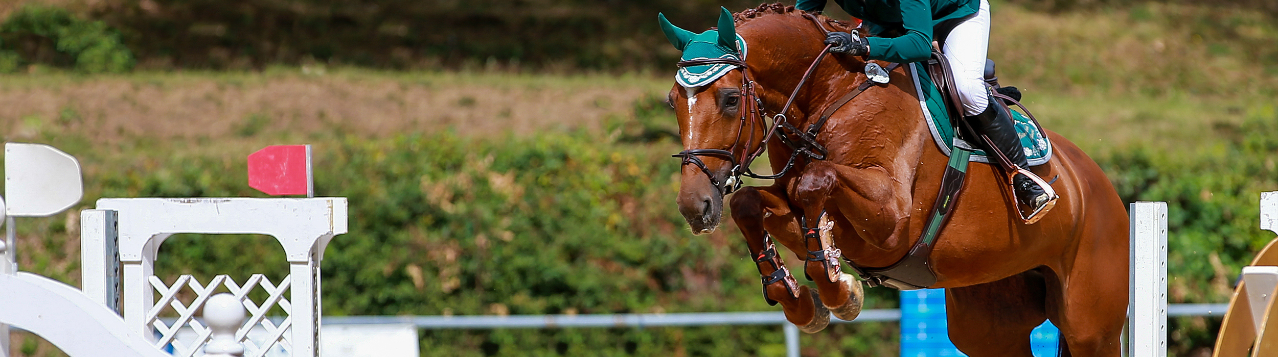 Riding the Trend Wave header image