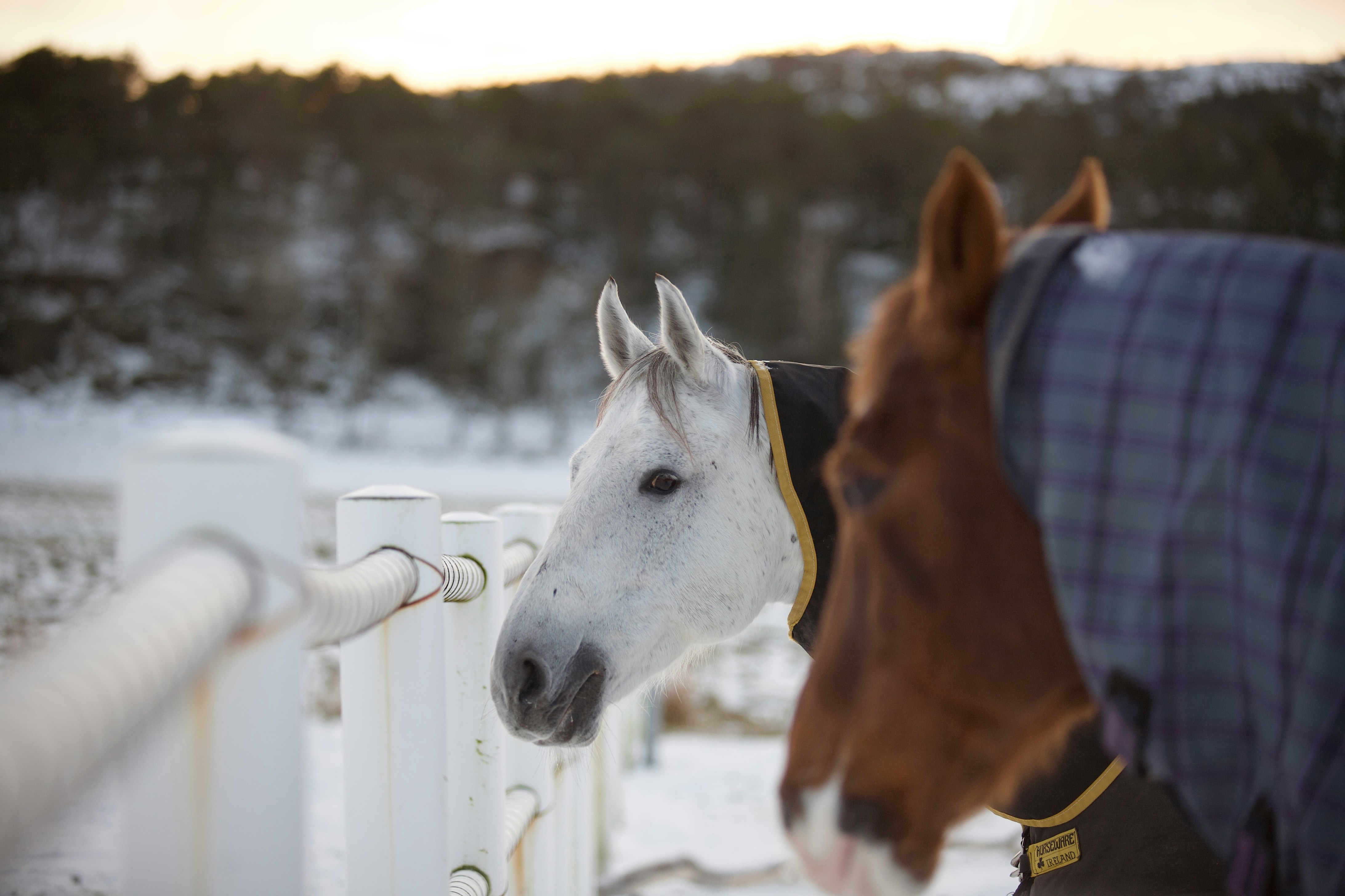 Blanketed Horses