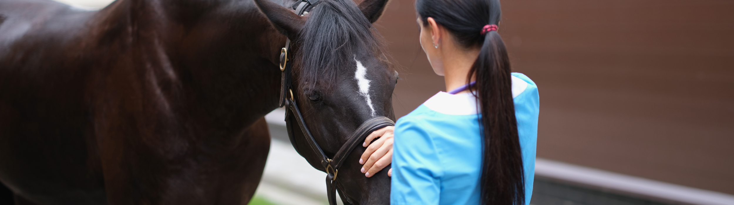 Equine Standing CT Scan