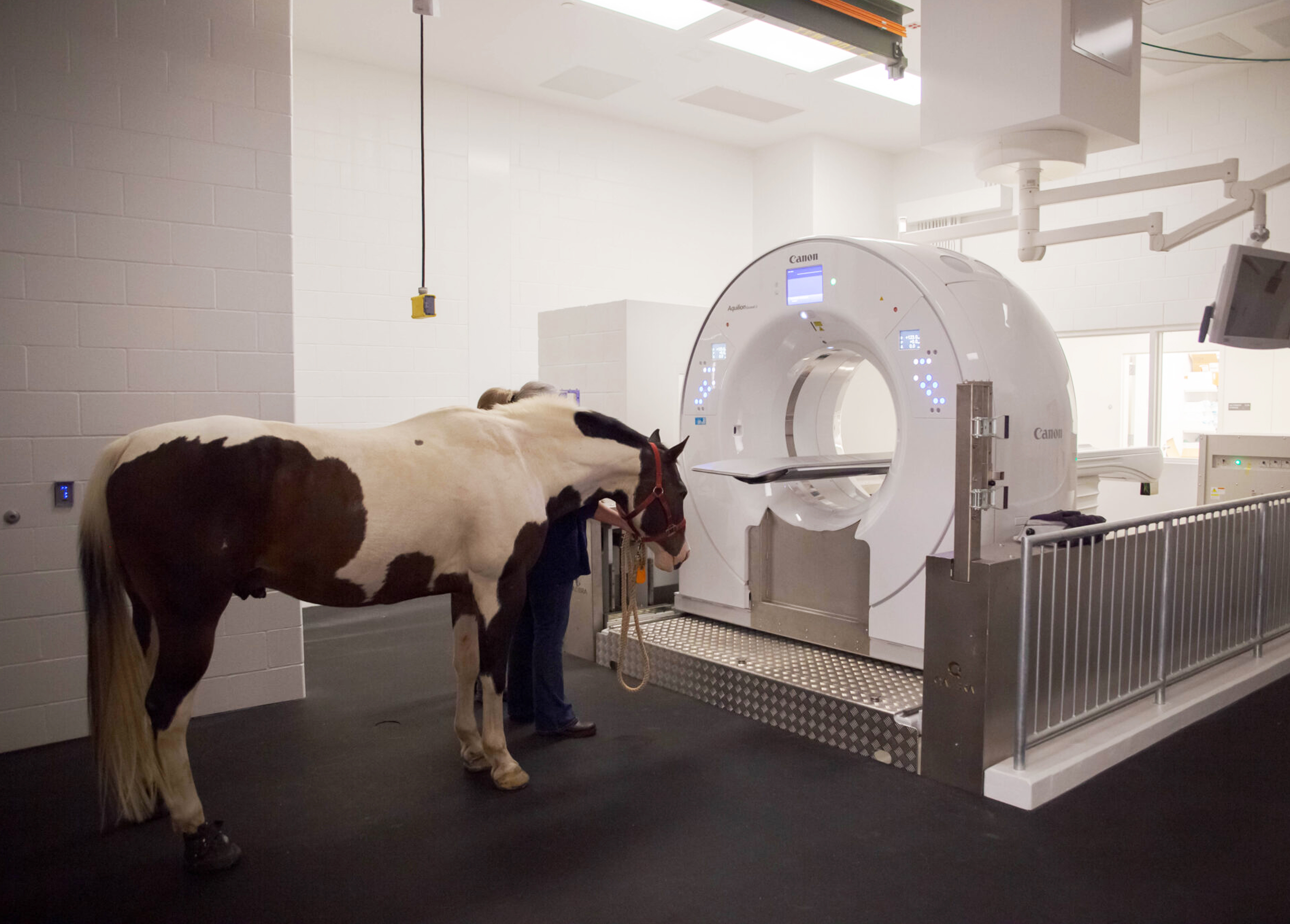 Equine CT Scan