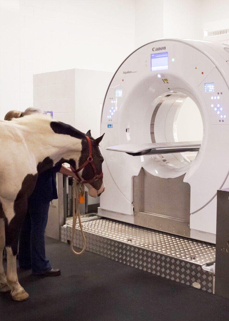 Equine CT Scan