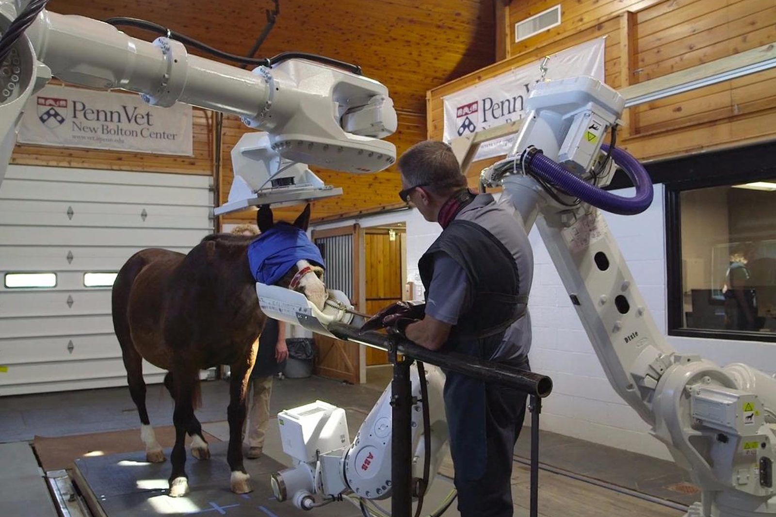 Standing Equine CT Scan