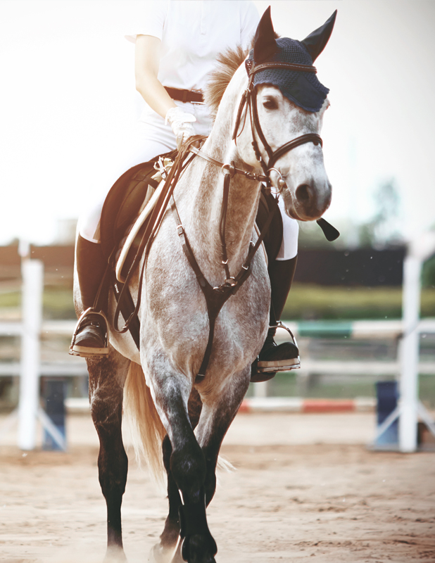 Equestrian Show Jumping